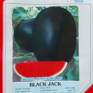 Black Jack F1